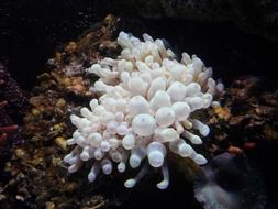 white sea anemone in the ocean