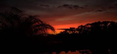 palm trees outlines sunset florida