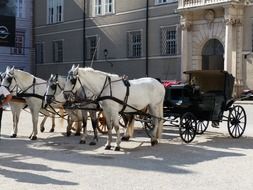 white horses with a cart in the square, salzburg, austria