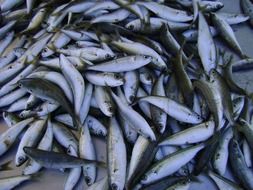 small sea fish