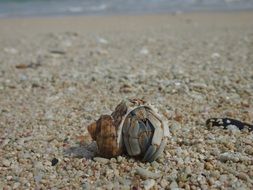 hermit crab on the sand at the beach