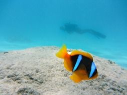 gorgeous clown fish nemo