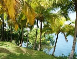 palm trees near sea scene