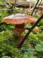 brown mushroom in moss