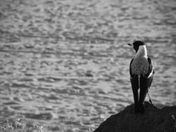 Black and white photo of the magpie bird sitting on stone at water