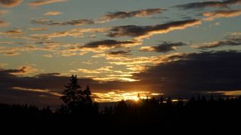 dark sunset above spruce forest