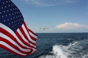 seagull bird and american flag