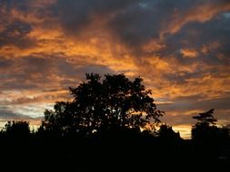 Trees under the sunset