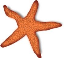 orange starfish drawing