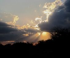 Silhouettes of the trees under the sunset