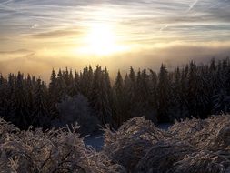 winter trees in sun light panorama