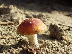 mushroom on the beach