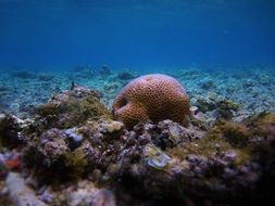 diving in Indonesia