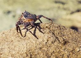 Crab on stone closeup