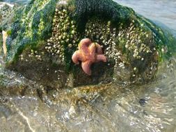 Starfish on the stone in the water close-up