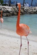 flamingo beach summer aruba