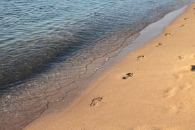 human footprints along the beach