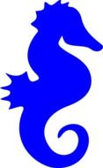 isolated blue seahorse
