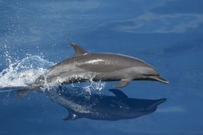 cute dolphin jumping scene