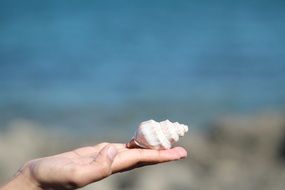 seashell on hand
