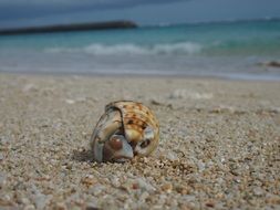 little hermit crab on the beach close-up on blurred background