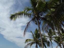 palm trees under the clouds on the costa rica