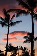 pink clouds over palm trees