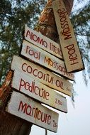 shield with signs on palm tree