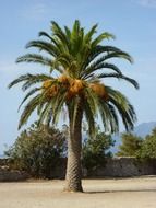 tropical palm on the island of Corsica