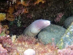 wildlife photography of colorful moray and corals