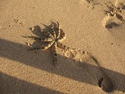 octopus on the sand on the beach