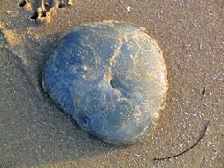 dead jellyfish on sand