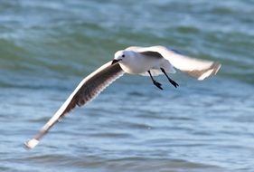 seagull flight