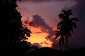 silhouettes of palm trees at dusk