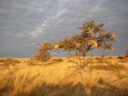 savannah of africa sunset