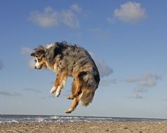 australian shepherd high jump