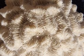hard brain coral