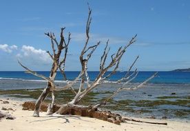 dry branches on the beach in the Seychelles