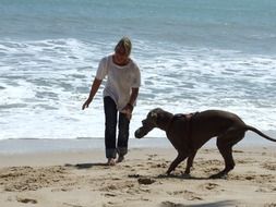 big dog playing on the beach