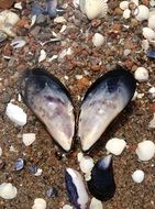 blue mussel's shells lie in shape of heart
