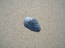 seashell on the sandy beach of the Baltic Sea