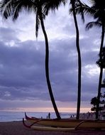 palm trees on the beach hawaii