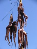 dried octopus