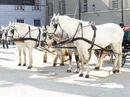 white horses in Salzburg
