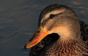 female mallard with yellow nib portrait