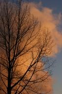 tree on a background of clouds at dusk