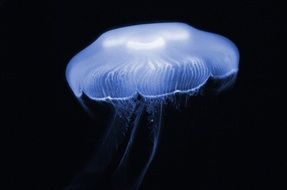 Lighting jellyfish in aquarium, usa, georgia, atlanta