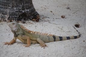 iguana on the beach in a natural environment