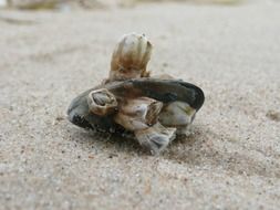 shell on sand beach