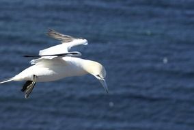 white seagull over the calm blue sea